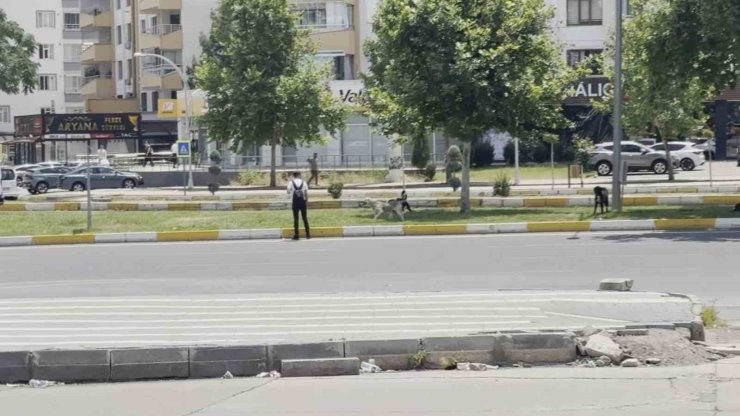 Diyarbakır’da sürü halinde gezen köpekler vatandaşları korkuttu