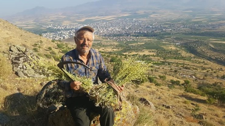 Erciyes’ten gelen şifa kaynağı: Karakovan Balı