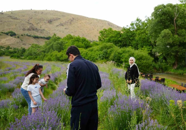 Erzincan’ın Çağlayan beldesi lavanta tarlalarıyla büyülüyor