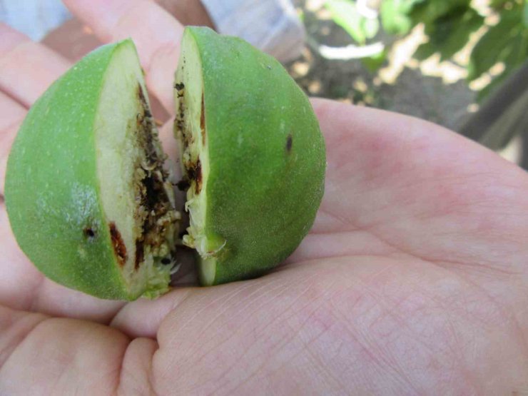 Tarım ve Orman İl Müdürlüğü uyardı: "İlek alırken sağlık kontrol belgesi sorgulamayı unutmayın"