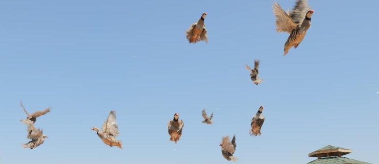 Keneye karşı doğaya keklik salma faaliyetleri devam ediyor