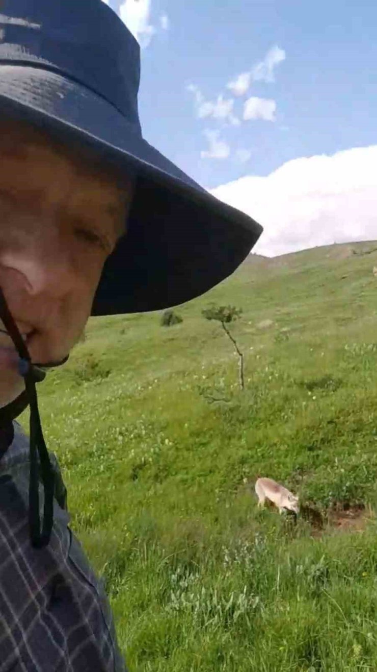 Mantar toplamaya çıktı, tilkiyle dost oldu