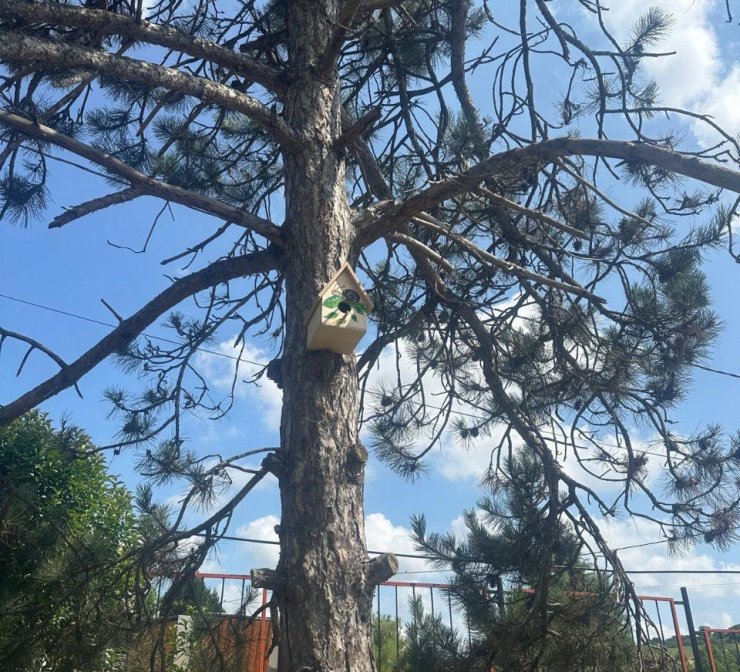 Engelli öğrenciler yaptı, büyükşehir ağaçları donattı