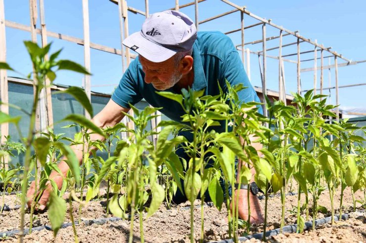 Kendi emekleriyle yetiştirdikleri sebzeleri güvenle tüketiyorlar