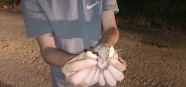 Elazığ’da çekirge istilası: Yüzlercesi yolu kapattı