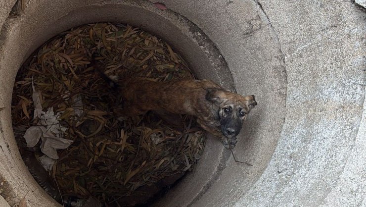Antakya’da kuyuya düşen köpeği itfaiye kurtardı
