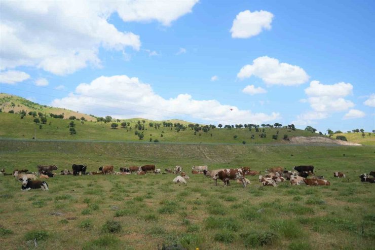 Muş’ta çoban krizi