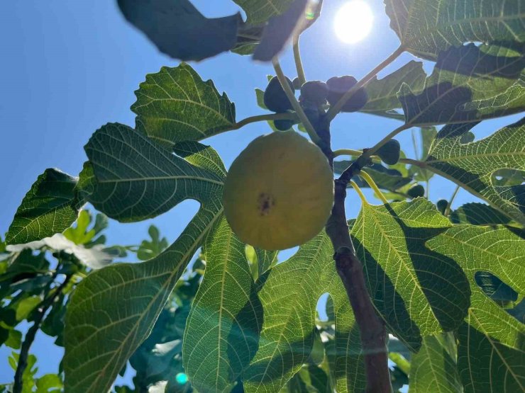 Aydın’da erkenci incirler çıktı