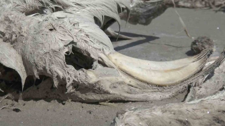 Tuz Gölü’nde yüzlerce flamingo ölü olarak bulundu