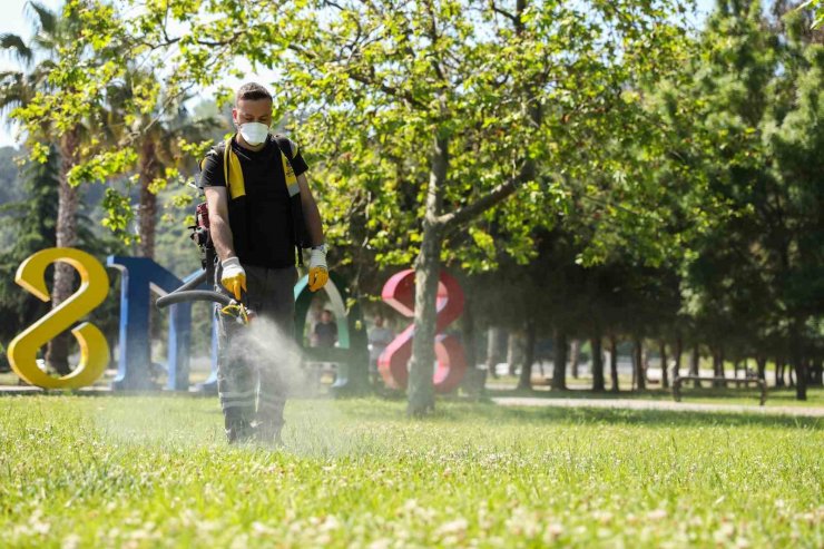 Samsun’da kenelere karşı ilaçlama seferberliği