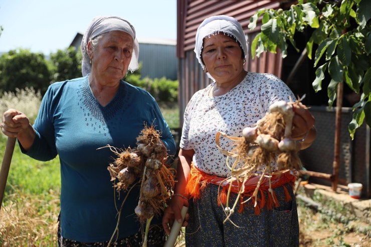 Coğrafi işaretli Ula sarımsağı ilgi odağı oldu