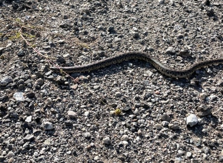 Erzincan’da Boa Yılanı görüntülendi
