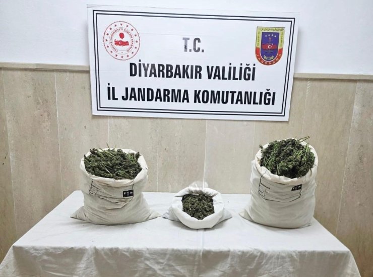 Diyarbakır’da 22 bin kök kenevir bitkisi ile 12 kilo esrar ele geçirildi
