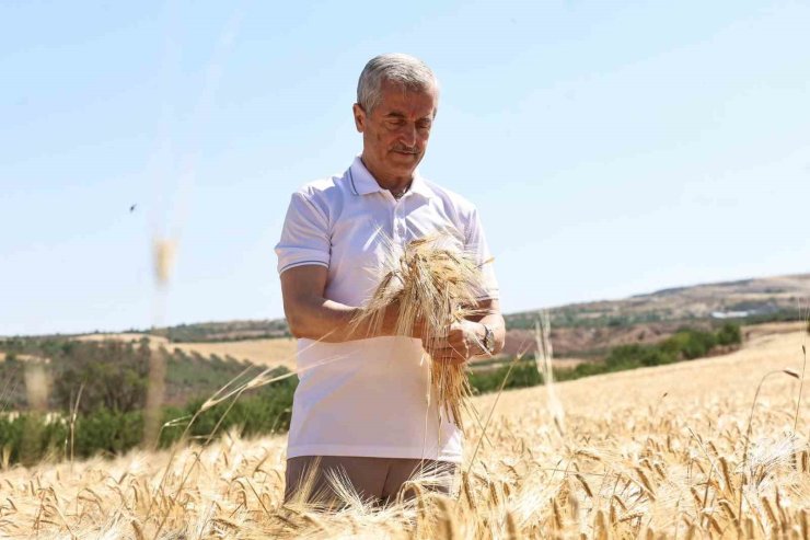 Şahinbey Belediyesi’nin dağıttığı arpalarda hasat sevinci yaşanıyor