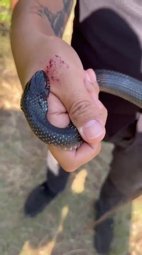 "Zararsız, öldürmeyin" dediği 1 buçuk metrelik yılan bir anda elini ısırdı