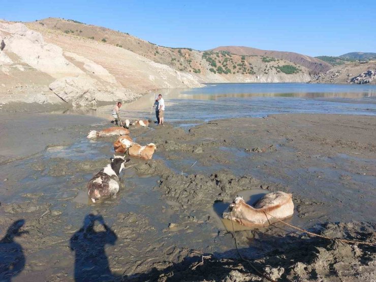 Bataklığa saplanan 6 inek kurtarıldı