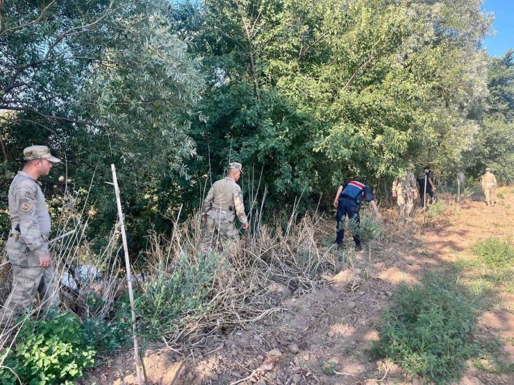 Manisa’da yasadışı kenevir ekim alanlarına sıkı denetim