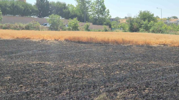 Şehir içindeki 30 dönümlük buğday tarlası alevlere teslim oldu