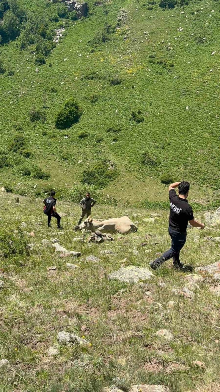 Kayalıklarda mahsur kalan ineği AFAD kurtardı