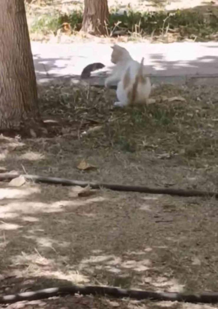 Diyarbakır’da ezber bozan görüntü: Fare yavru kediye saldırdı