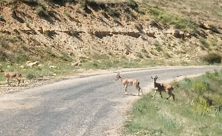 Dağ keçilerini görüntüledi, "Ne kadar güzelsiniz" diyerek paylaştı