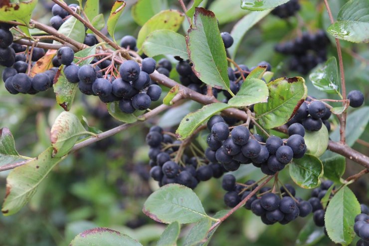 Aronya’nın kan şekerini dengelediği belirlendi