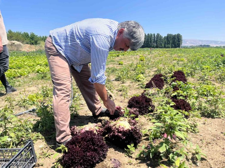 Marulun ekmeğini aracılar yiyor, çiftçi vatandaş mağdur