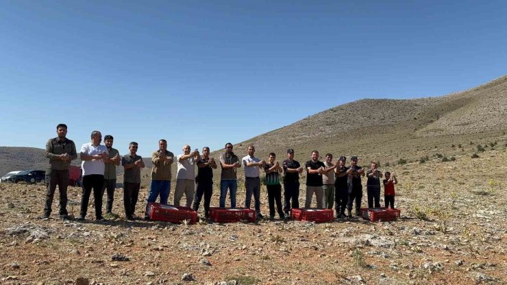 Süne böceğiyle mücadele için Arayıt Dağı’na 500 keklik salındı