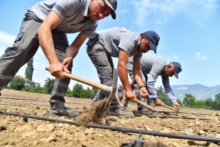 Çandır fasulyesi toprakla buluştu