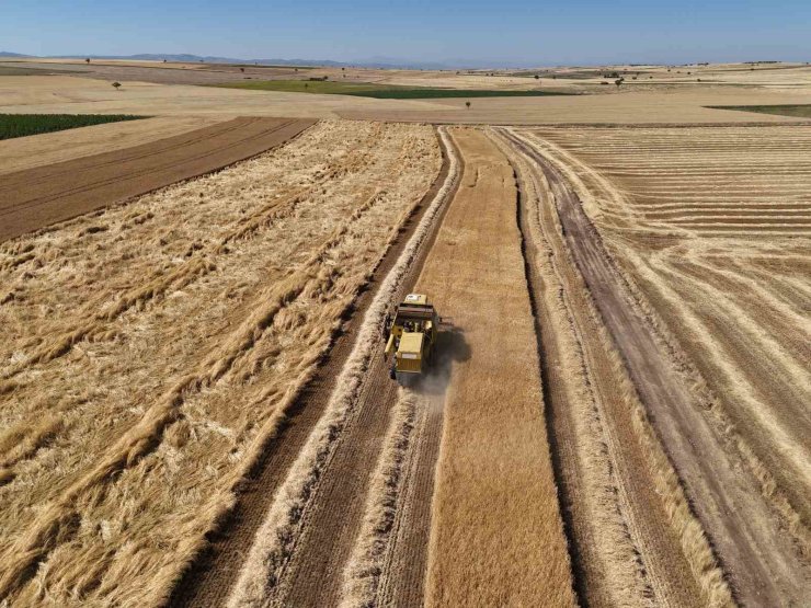 Uşak’ta arpa ve buğday hasadına başkandı