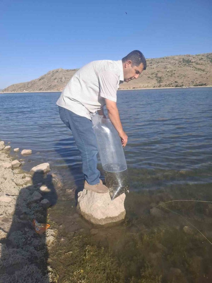 Göletlere 85 bin yavru sazan balığı bırakıldı