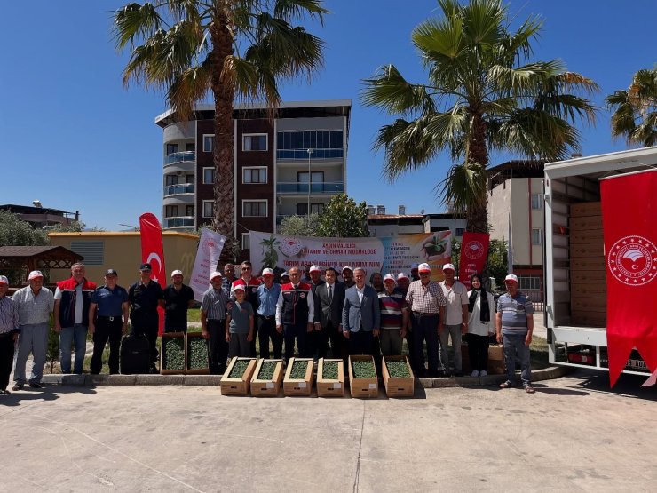 Buharkent’te domates fideleri üreticilere teslim edildi