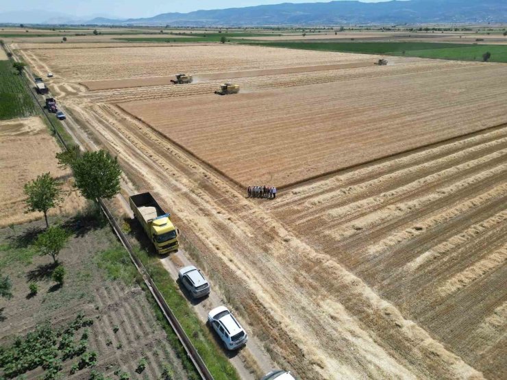 Denizli’de sarı altın hasadı havadan görüntülendi