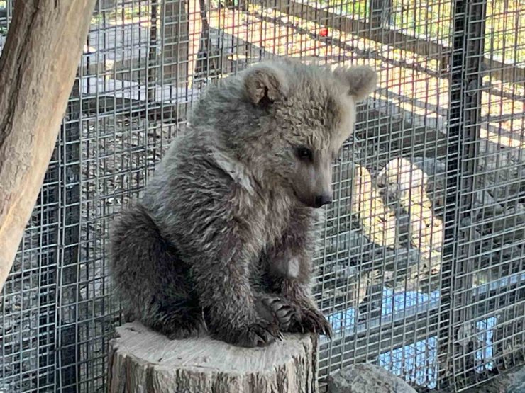 Erzurum’da yaralı bulunan yavru boz ayı, Sakarya’da doğal yaşamına hazırlanıyor