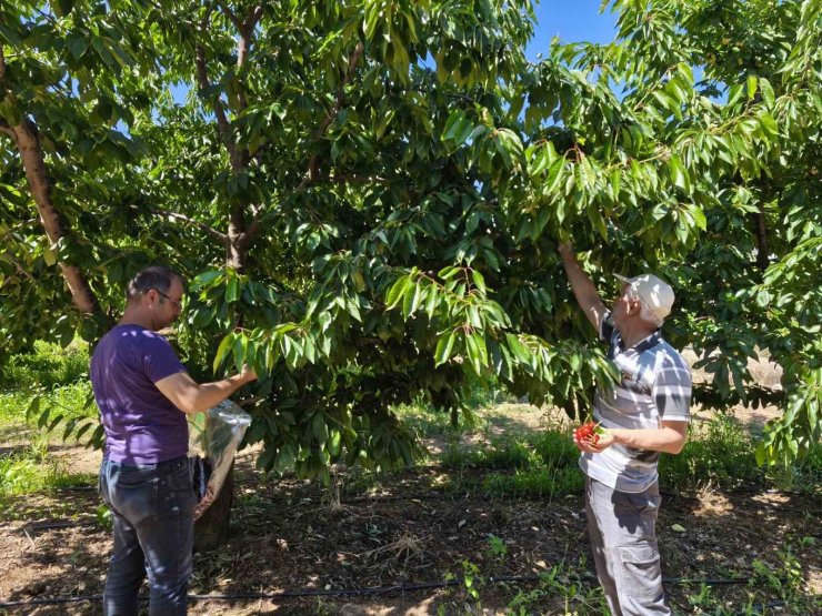 Kirazlar pestisit kalıntısı analizi için toplandı
