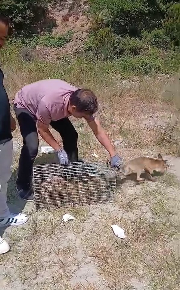 Yalova’da şehre inen tilki yakalanarak doğaya bırakıldı