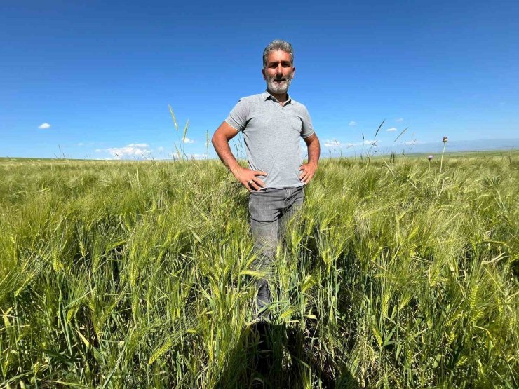 Kars’ta tarım arazilerinde yerli ve milli arpa bereketi