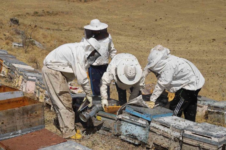 Bayburt’un yaylalarında ve köylerinde arıcılık yapan üreticiler, bal hasadı yapmak için gün sayıyor