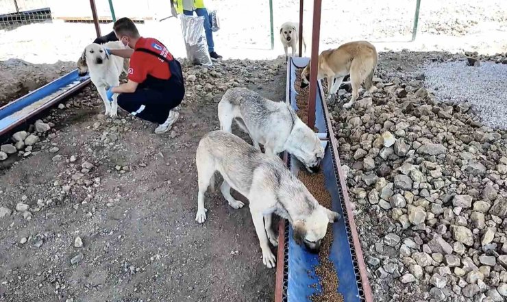 Çanakkale’de sahipsiz hayvanlar için bakımevi ve doğal yaşam alanı açıldı
