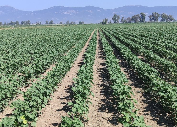 Didim’de pamuk zararlıları kontrol edildi