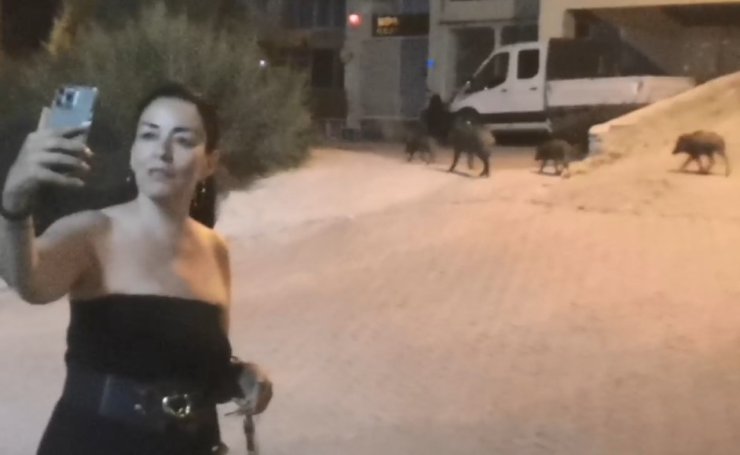 Domuzlarla selfie modası