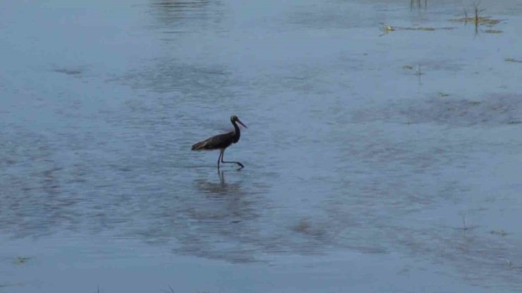 Nadir görülen Kara leylek, Türkiye’nin en uzun nehrinde görüntülendi