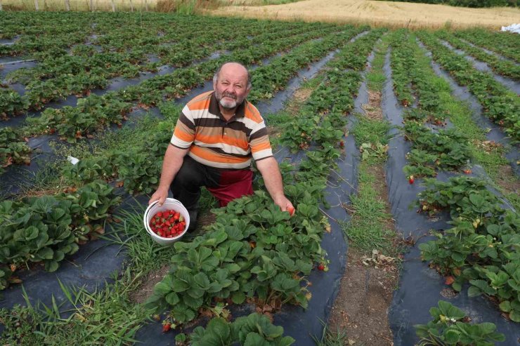Gezen tavuktan çileğe: Doğal üretim serüveni sürüyor