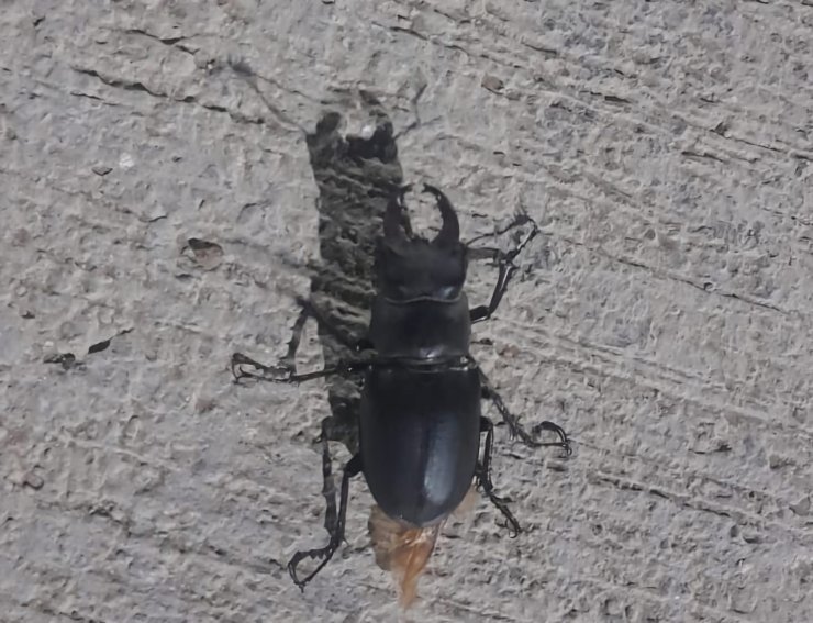 Tunceli’de görüldü: Zarar vermenin cezası 557 bin TL