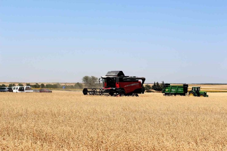 Kırklareli’nde yerli milli 3 yulaf çeşidi hasat edildi