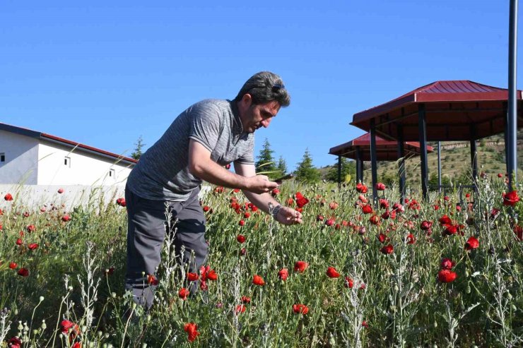 Binlerce gelincik doğayı adeta kırmızıya boyadı