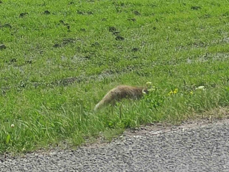 Aç kalan kızıl tilki fare avladı