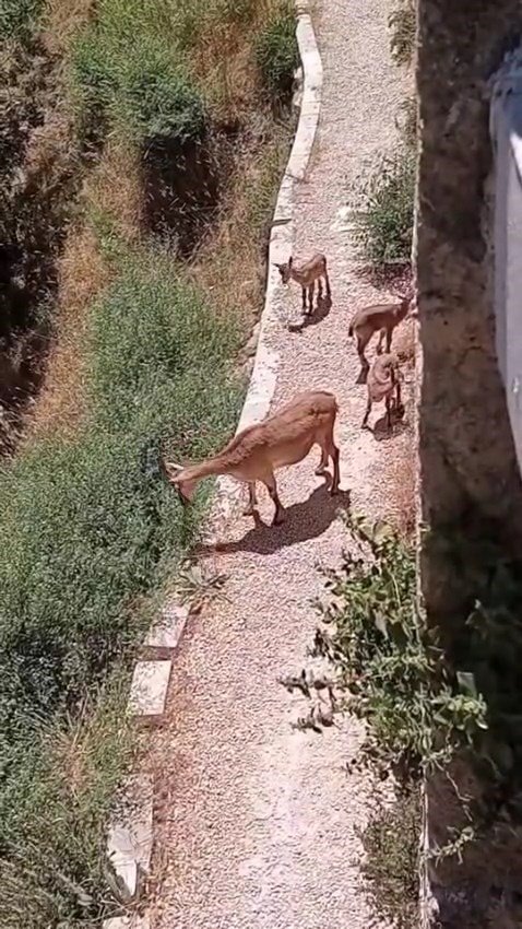 Elazığ’da anne ve yavru dağ keçileri yiyecek ararken görüntülendi