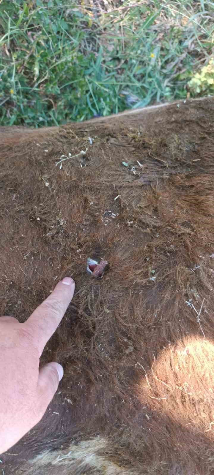 Yayla kavgası: 1 yaralı