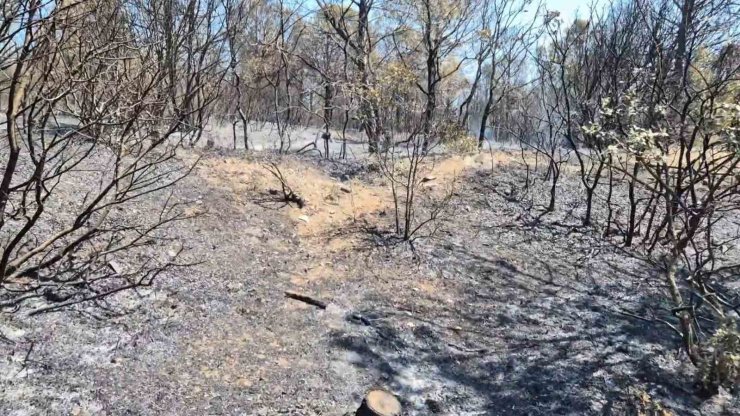 Şarköy’de çıkan orman yangını havadan ve karadan müdahaleyle kontrol altına alındı